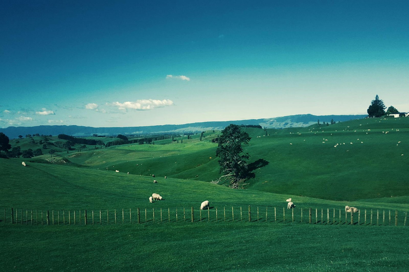 New Zealand dairy farm production